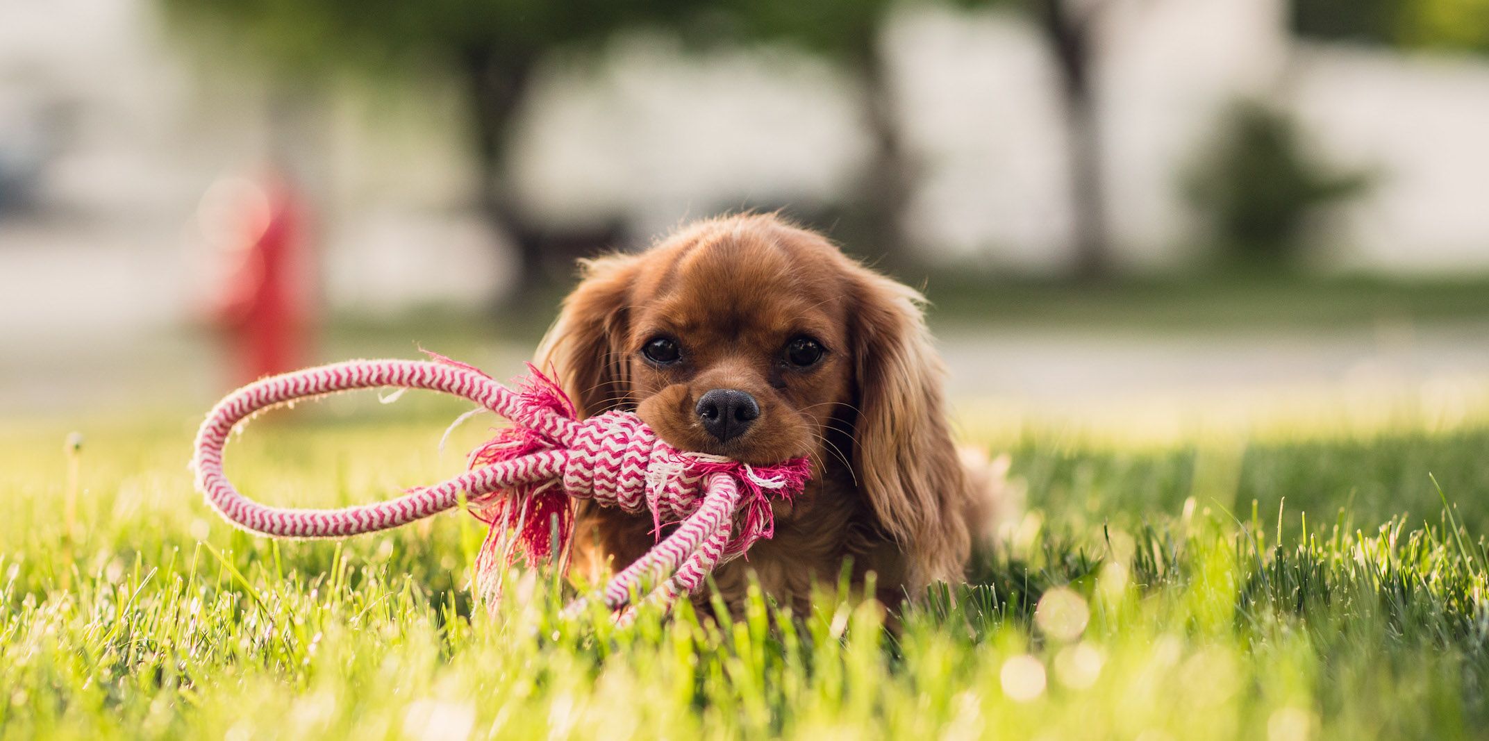 cocker spaniel