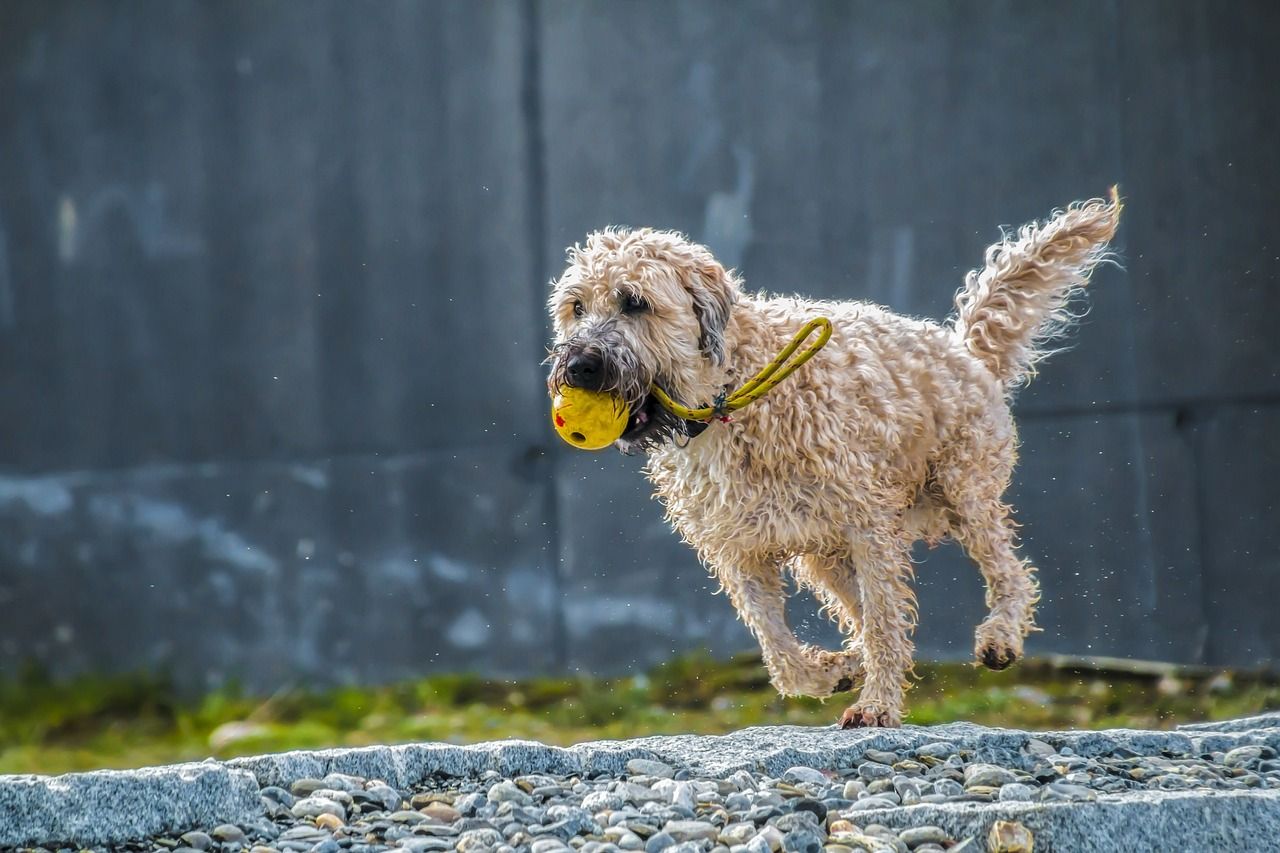 labradoodle