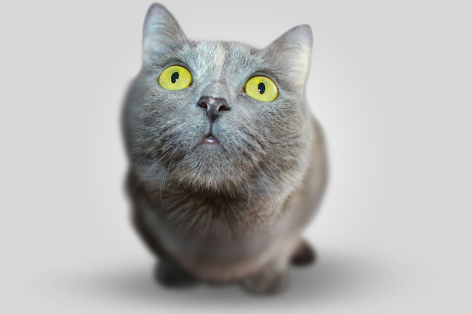stunned cat